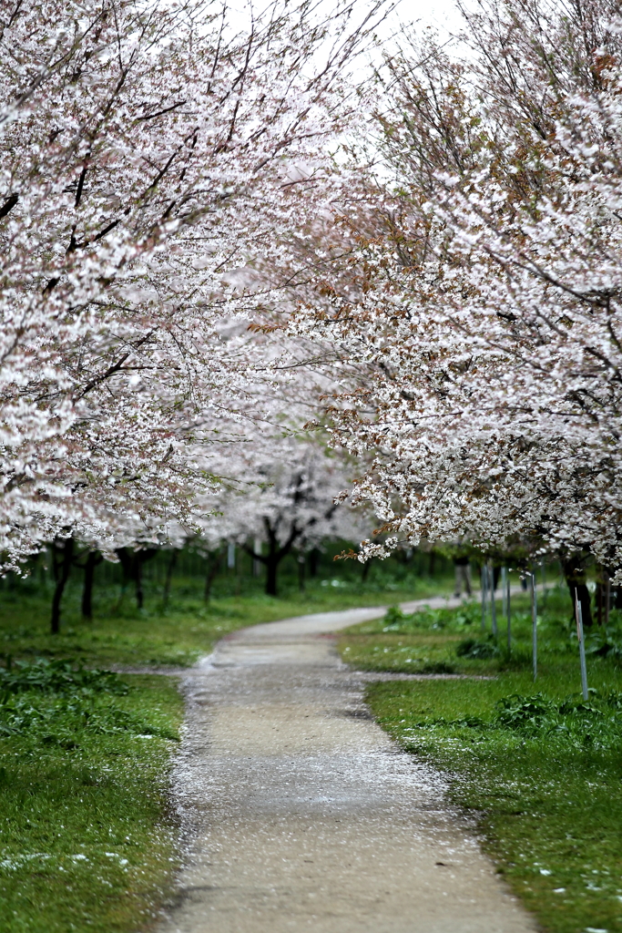 桜の続く道