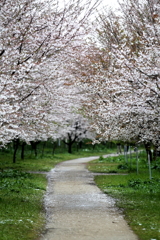 桜の続く道
