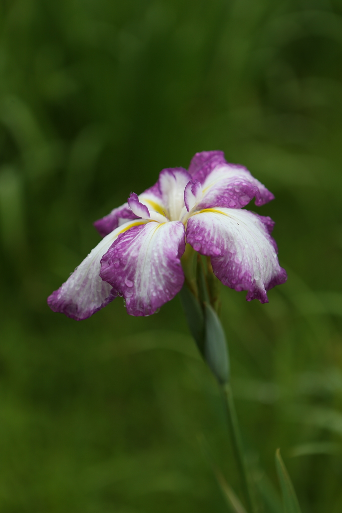 雨の中の菖蒲