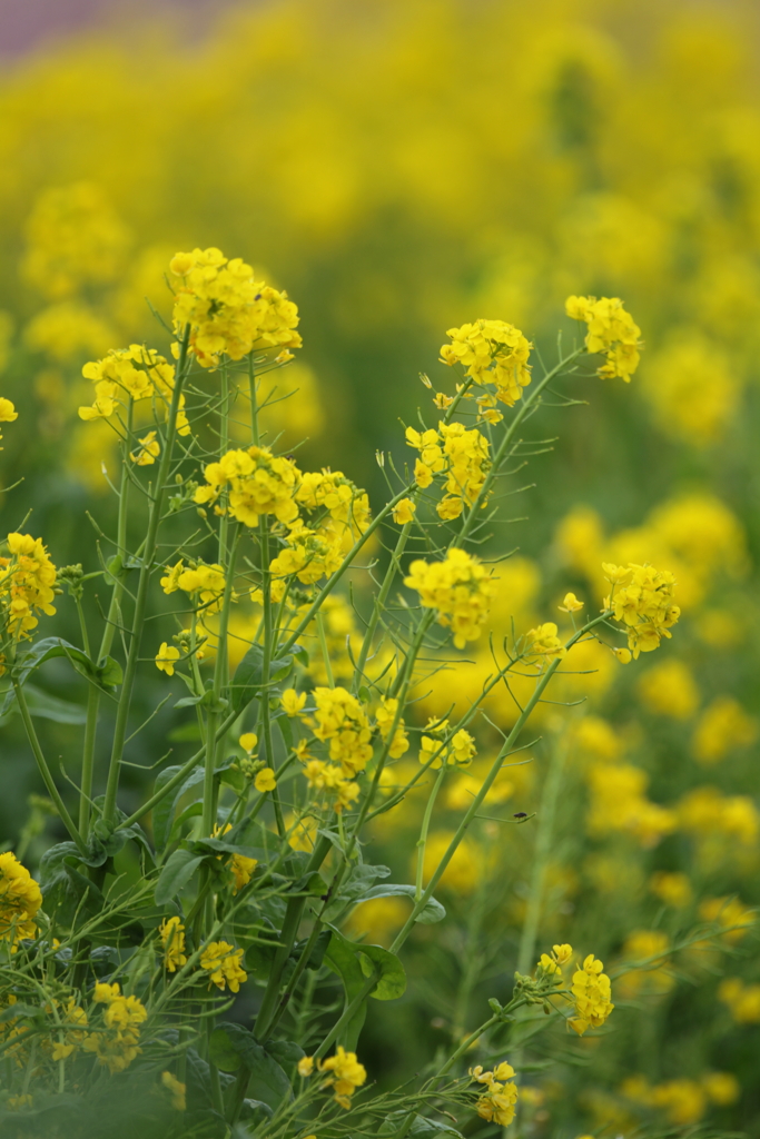 菜の花