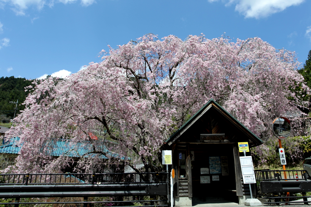 田舎の春