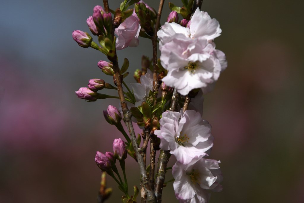 桜（天の川）