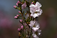 桜（天の川）
