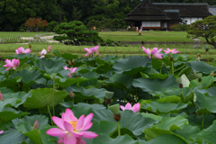 岡山後楽園の蓮
