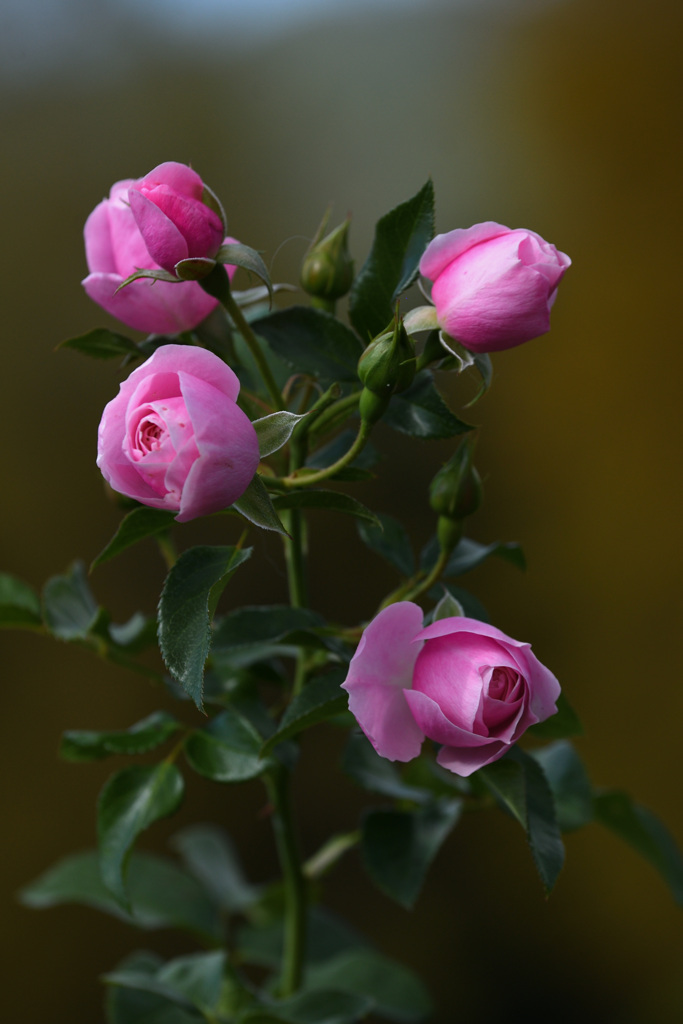 薔薇