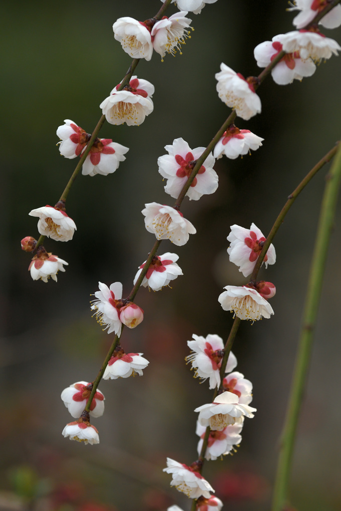 しだれ梅