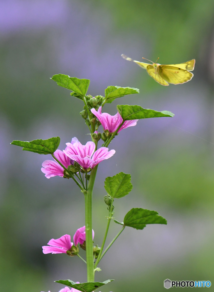 この花がお気に入り