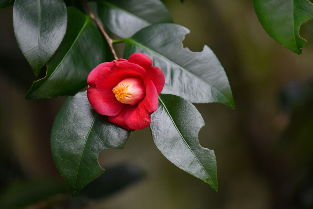 変な虫がつかないように、