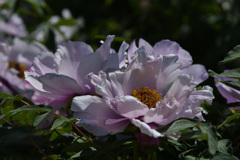 ボタンの花が咲いていた