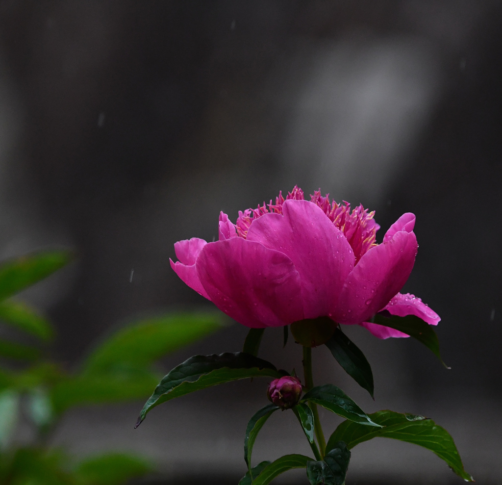 雨の芍薬
