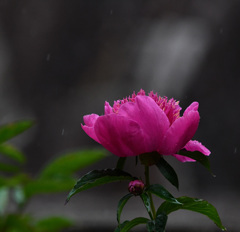雨の芍薬