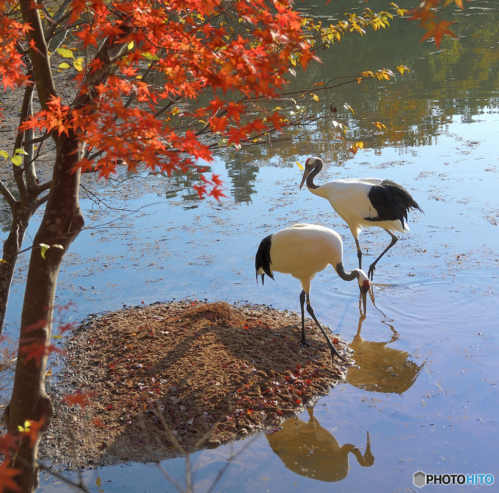 タンチョウに紅葉
