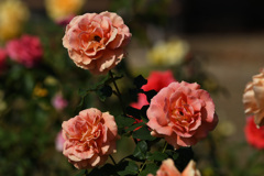 オレンジの薔薇　ビブレバカンス