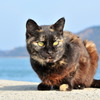 仁王猫