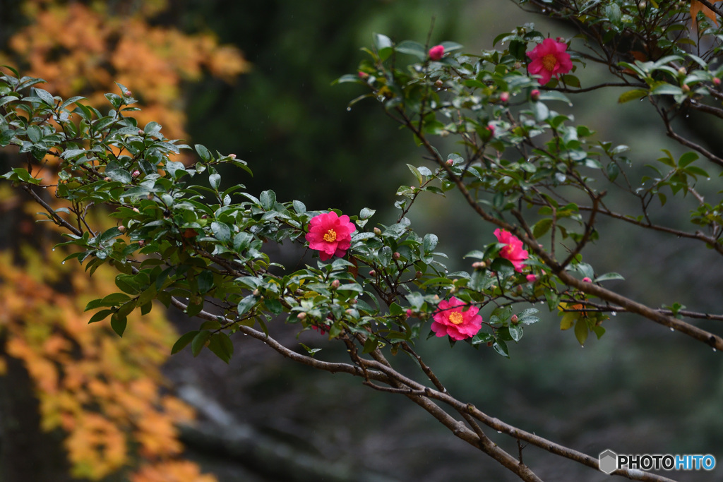 風の中のさざんか