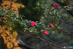 風の中のさざんか