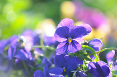 緑化公園のビオラ