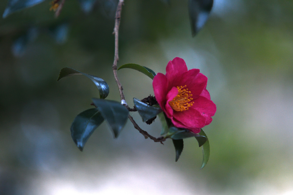 さざんかの花