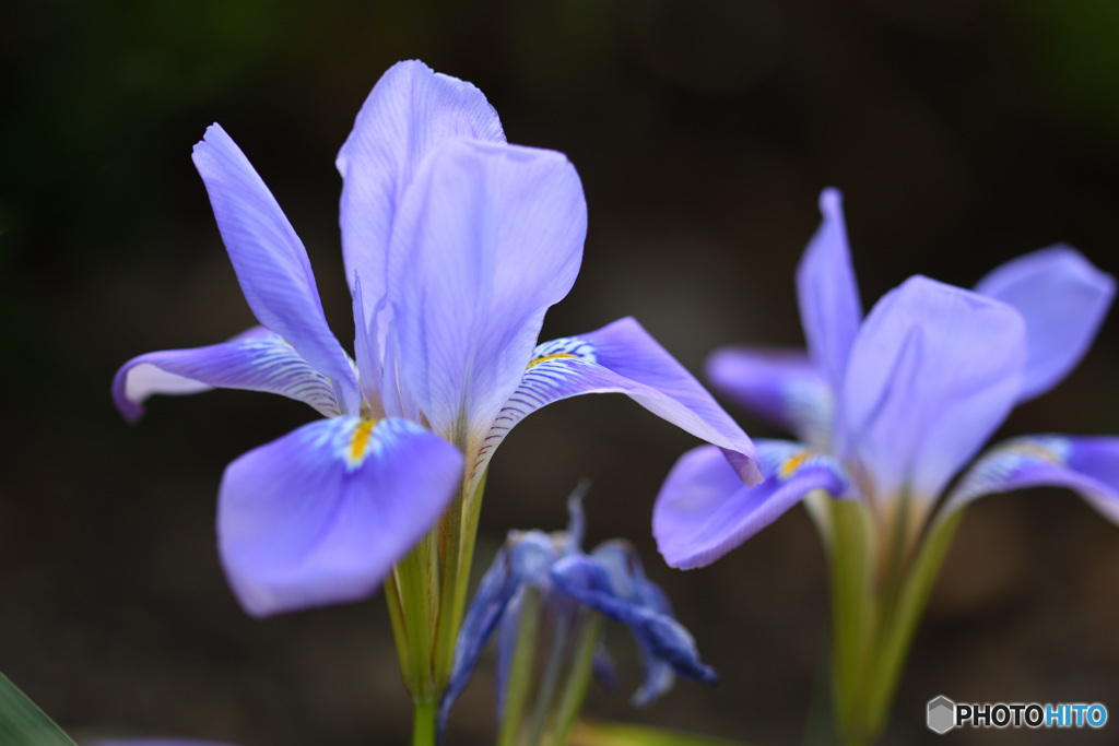 カンザキアヤメ