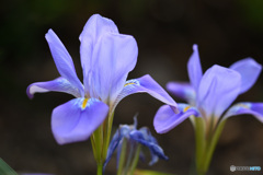 カンザキアヤメ