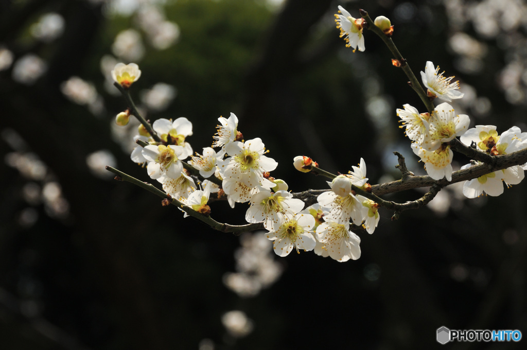清らかな花