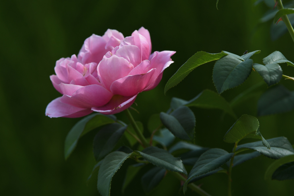 ８月の薔薇