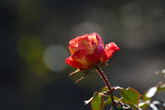 バラ園に行ってみた