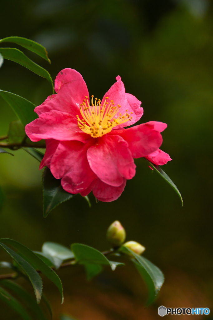 岡山後楽園の山茶花　赤