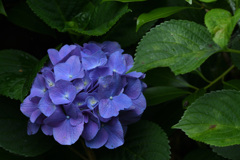 紫陽花