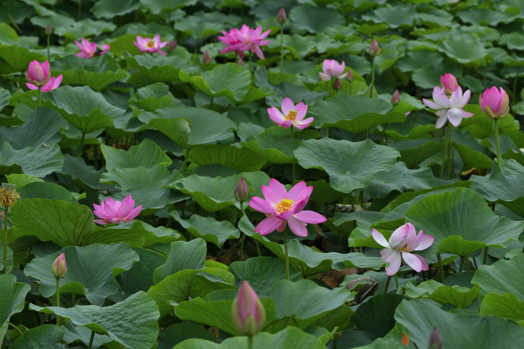 蓮の花が咲いた２