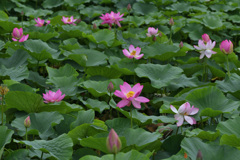 蓮の花が咲いた２