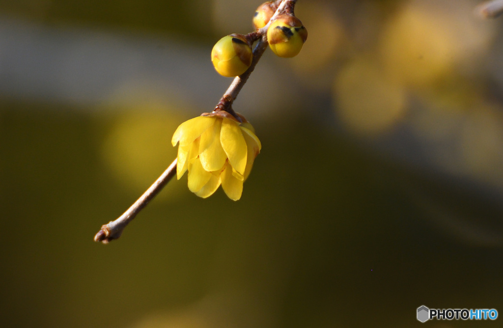 ロウバイが咲いた