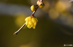 ロウバイが咲いた