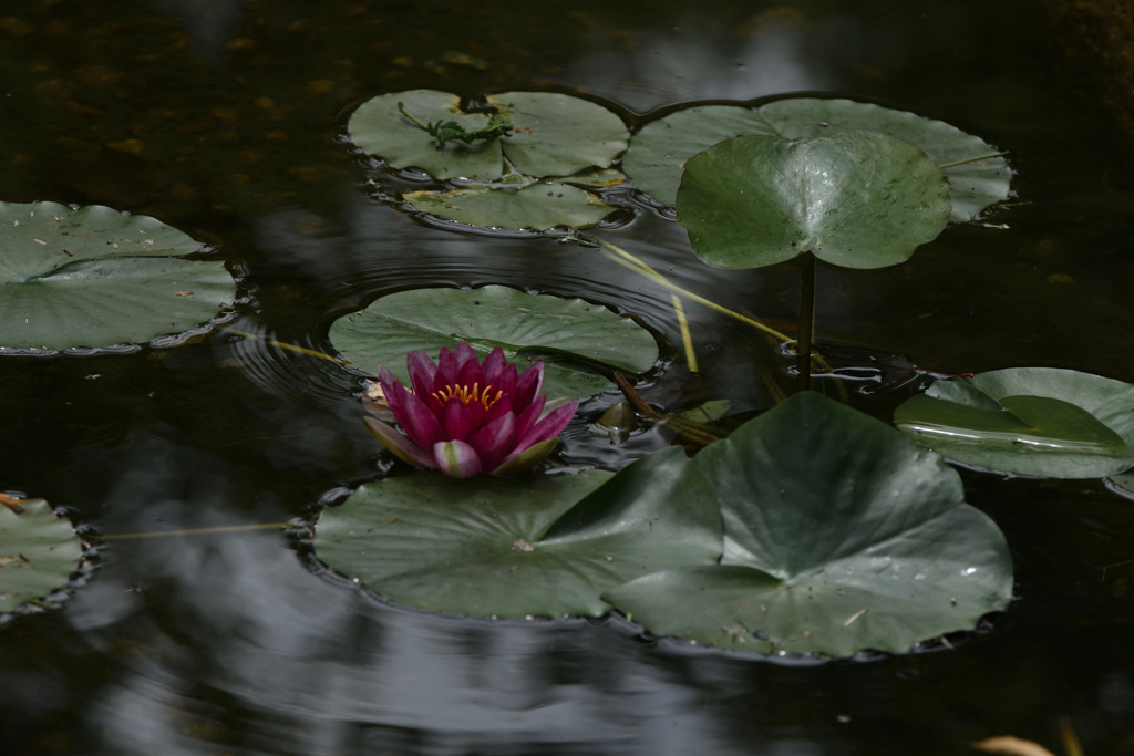 お寺の水仙