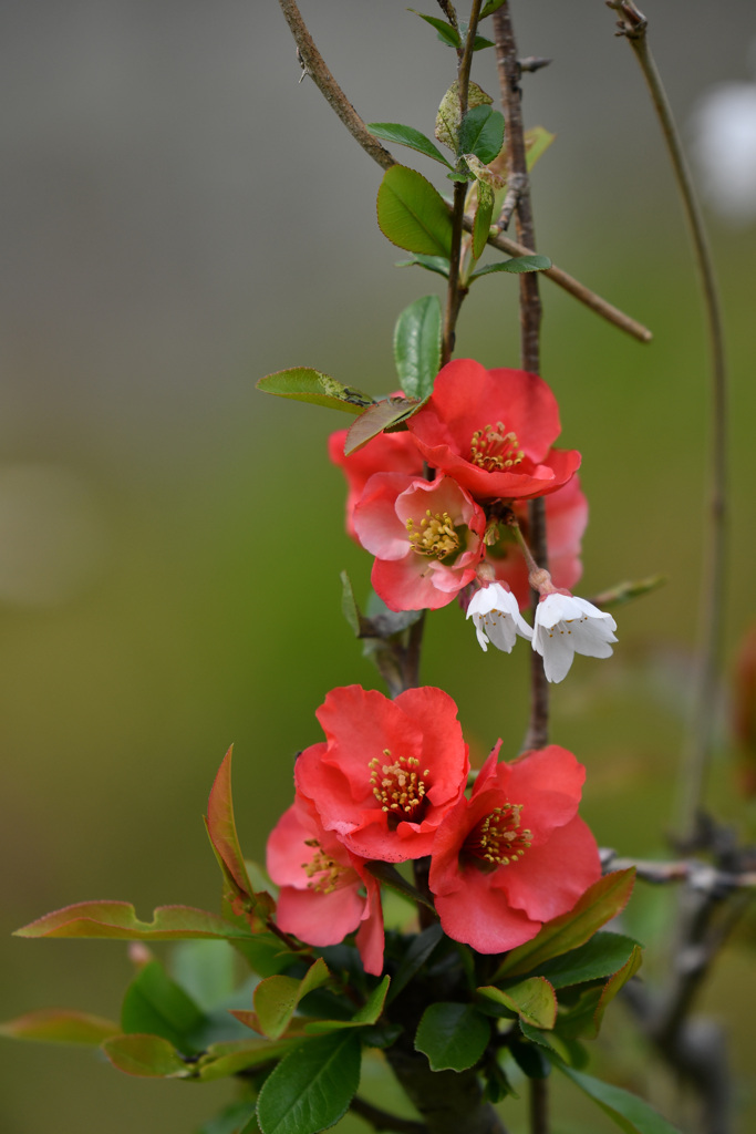 お寺の木瓜の花