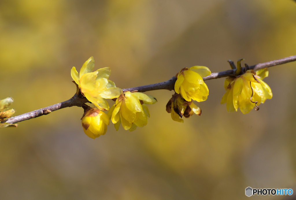 レモンイエロー
