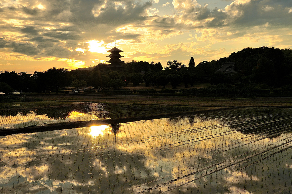 田植えを終えて、