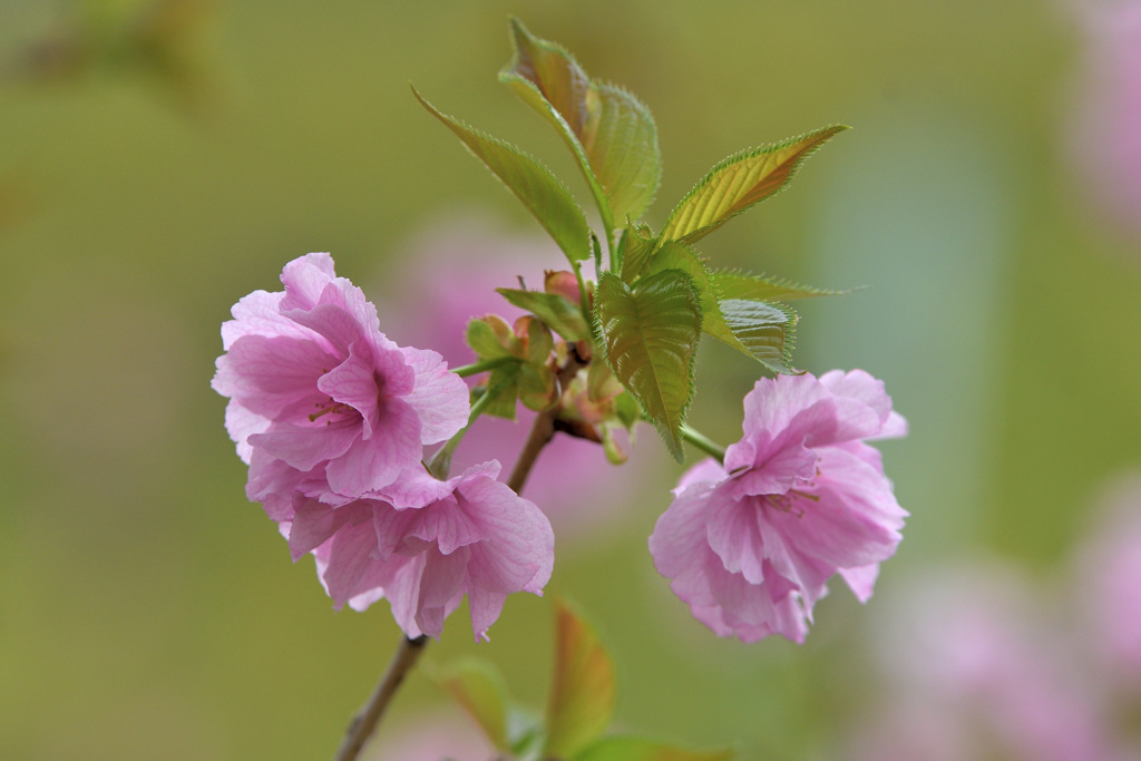 八重桜