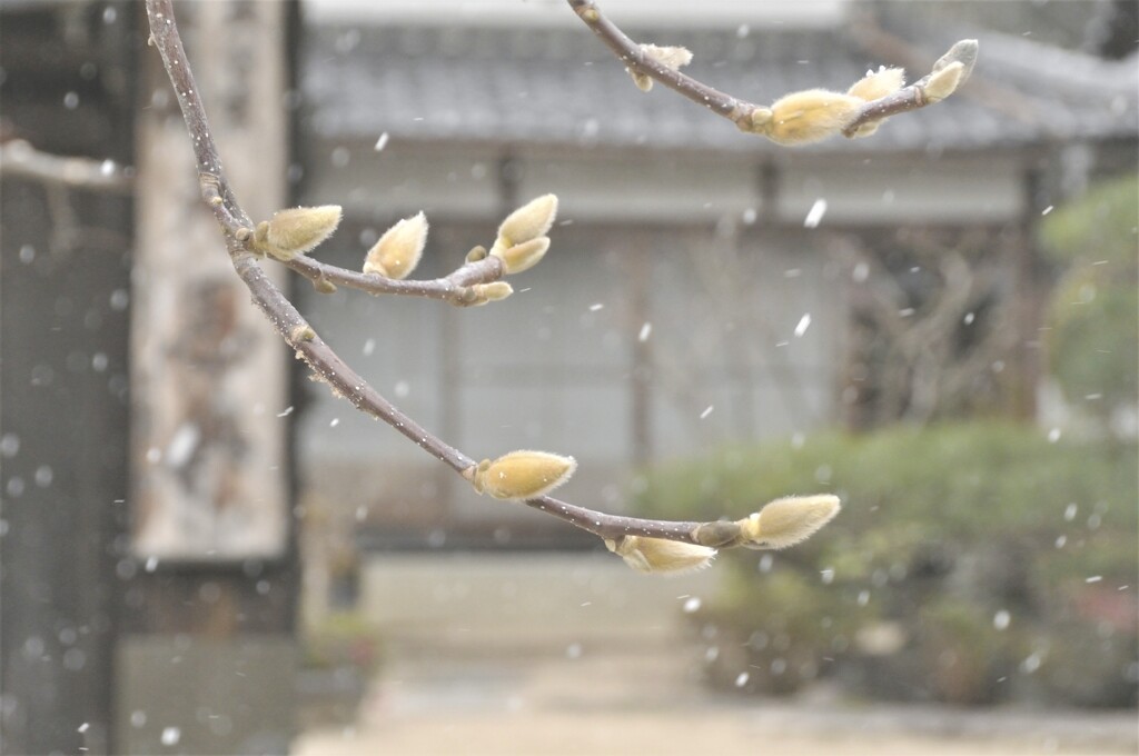 雪中のこぶし