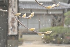 雪中のこぶし