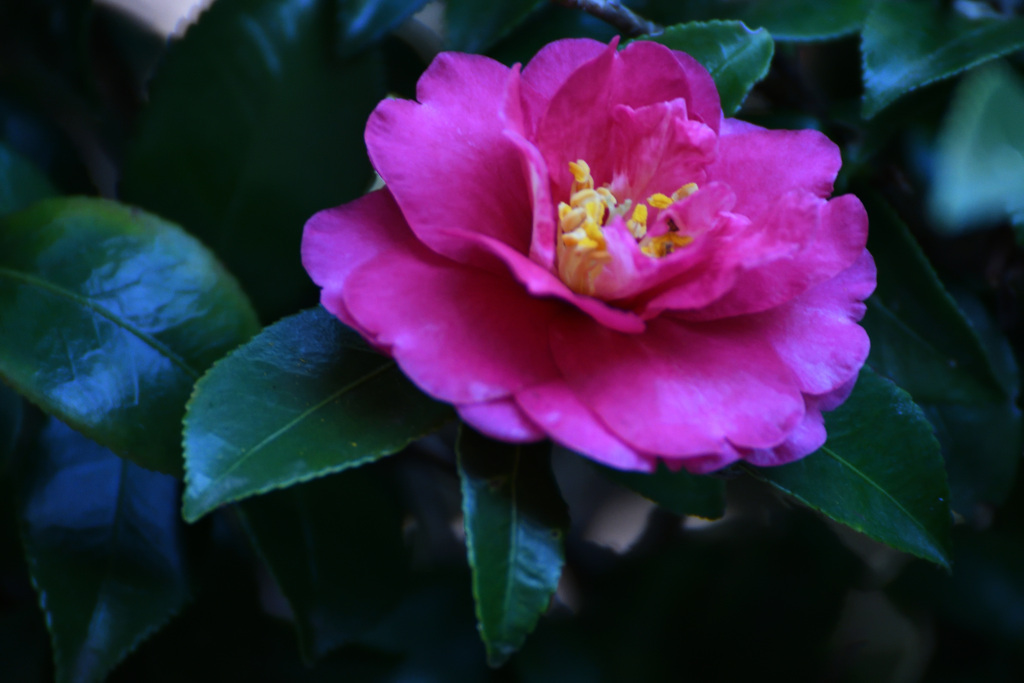 精一杯咲きます