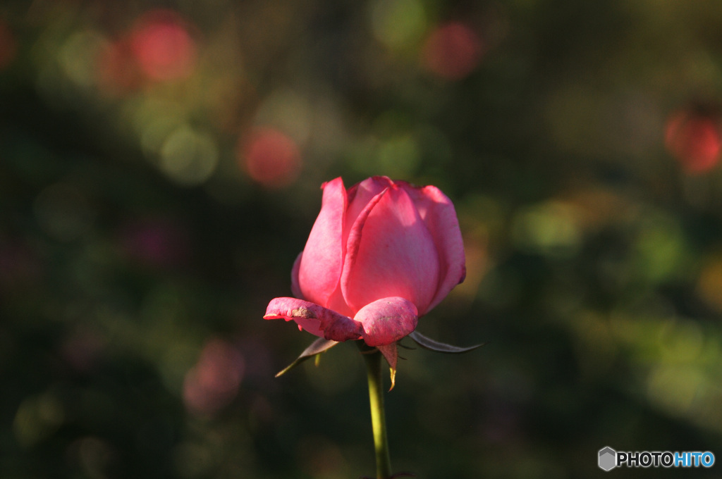 英国庭園の薔薇４