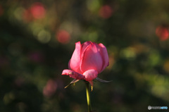 英国庭園の薔薇４