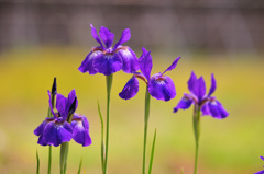 あぜ道のあやめ