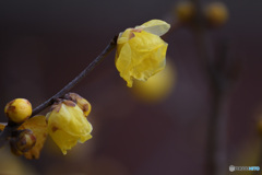 マンゲツローバイ