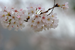 余慶寺の桜