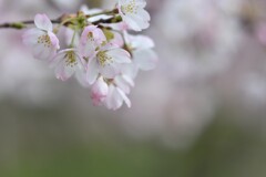 薄紫の桜