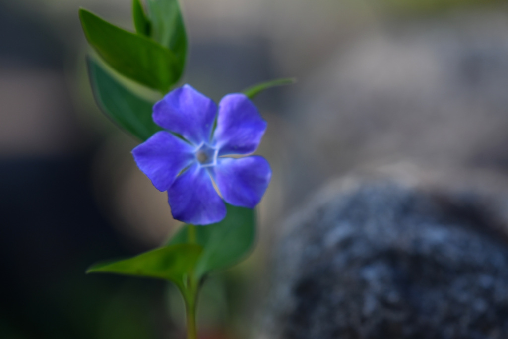 ツルニチニチ草