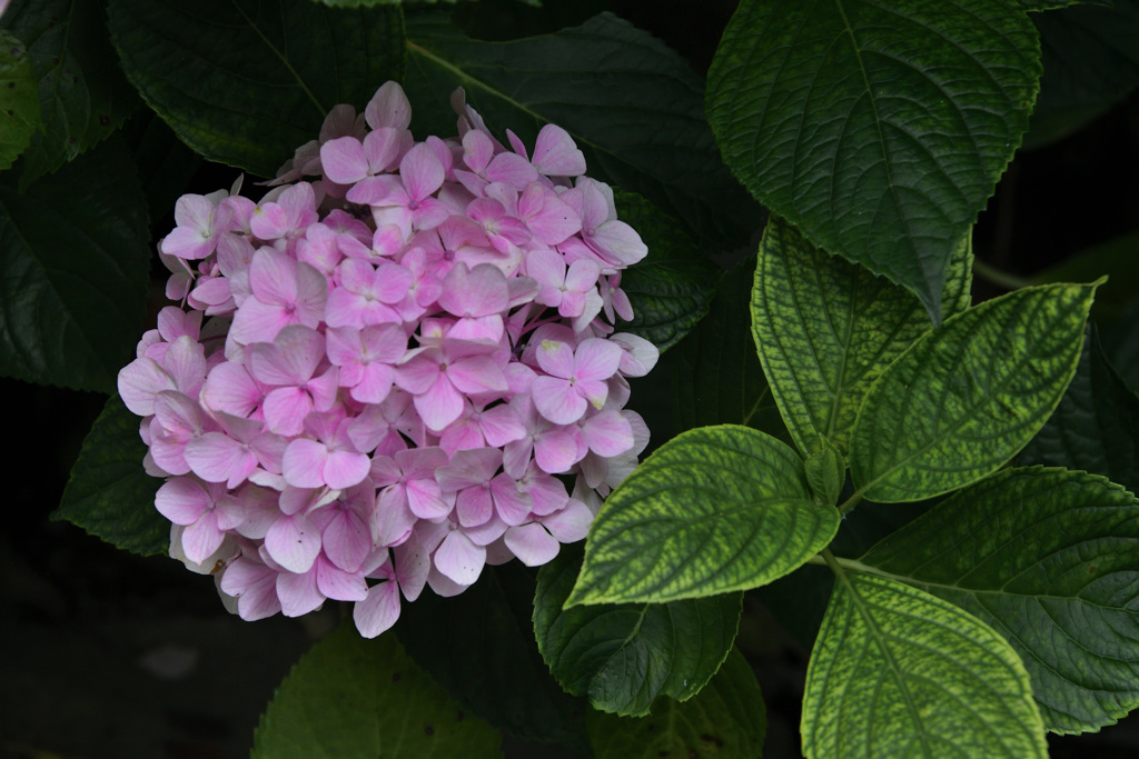 ピンク紫陽花