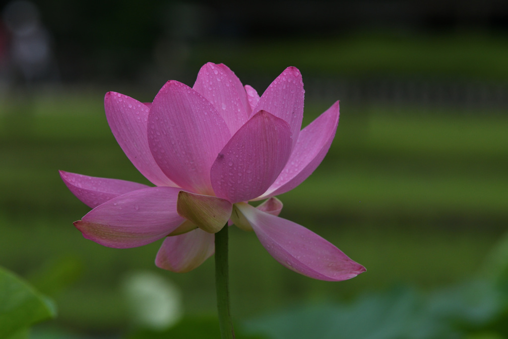 開花